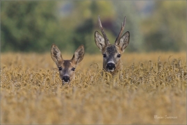 <p>SRNEC OBECNÝ (Capreolus capreolus) Šluknovskop - Jiříkov --- /European roe deer - Reh/</p>